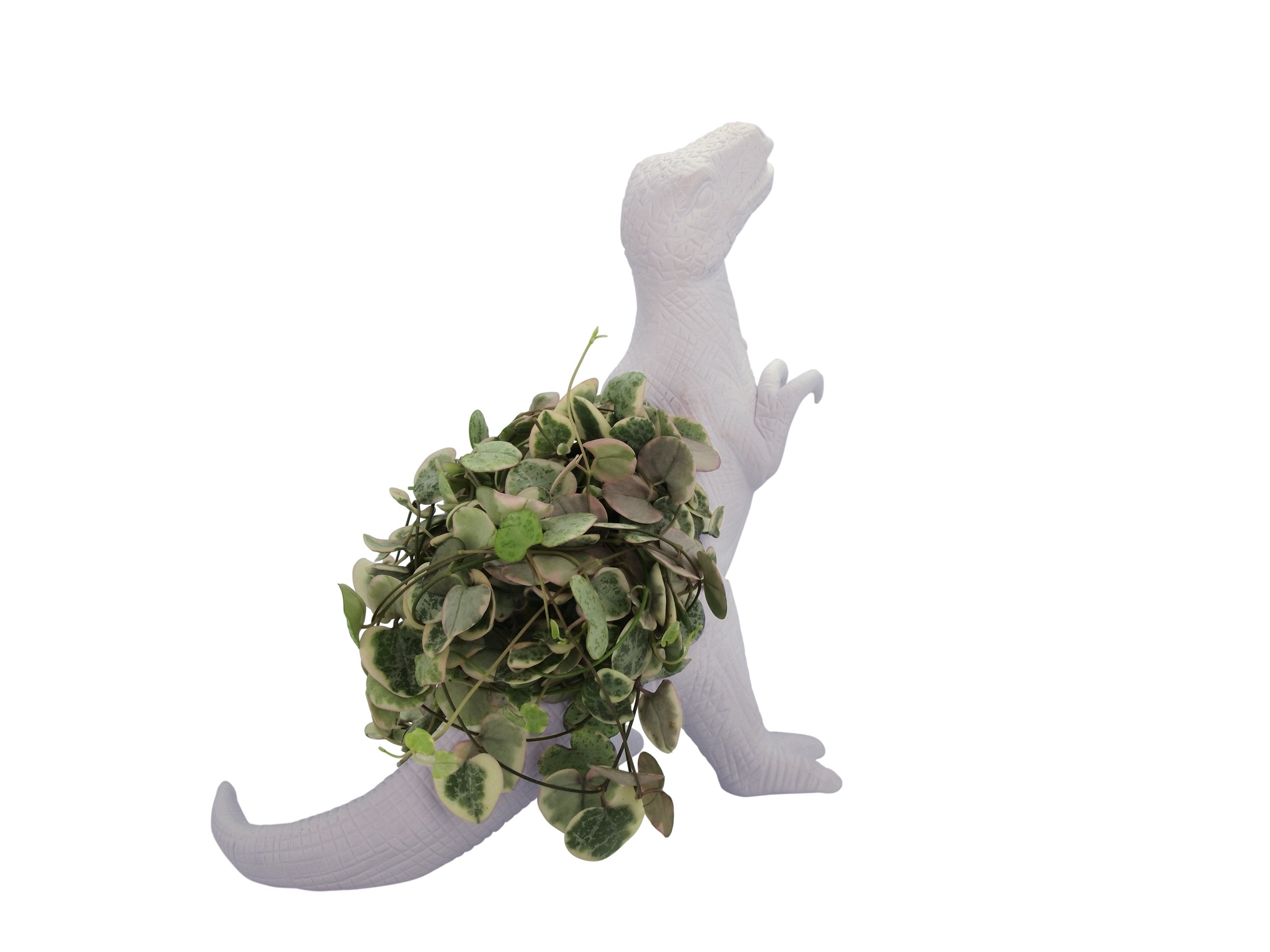 t rex succulent planter Plantosaurus Rex Planter – BITTEN BV