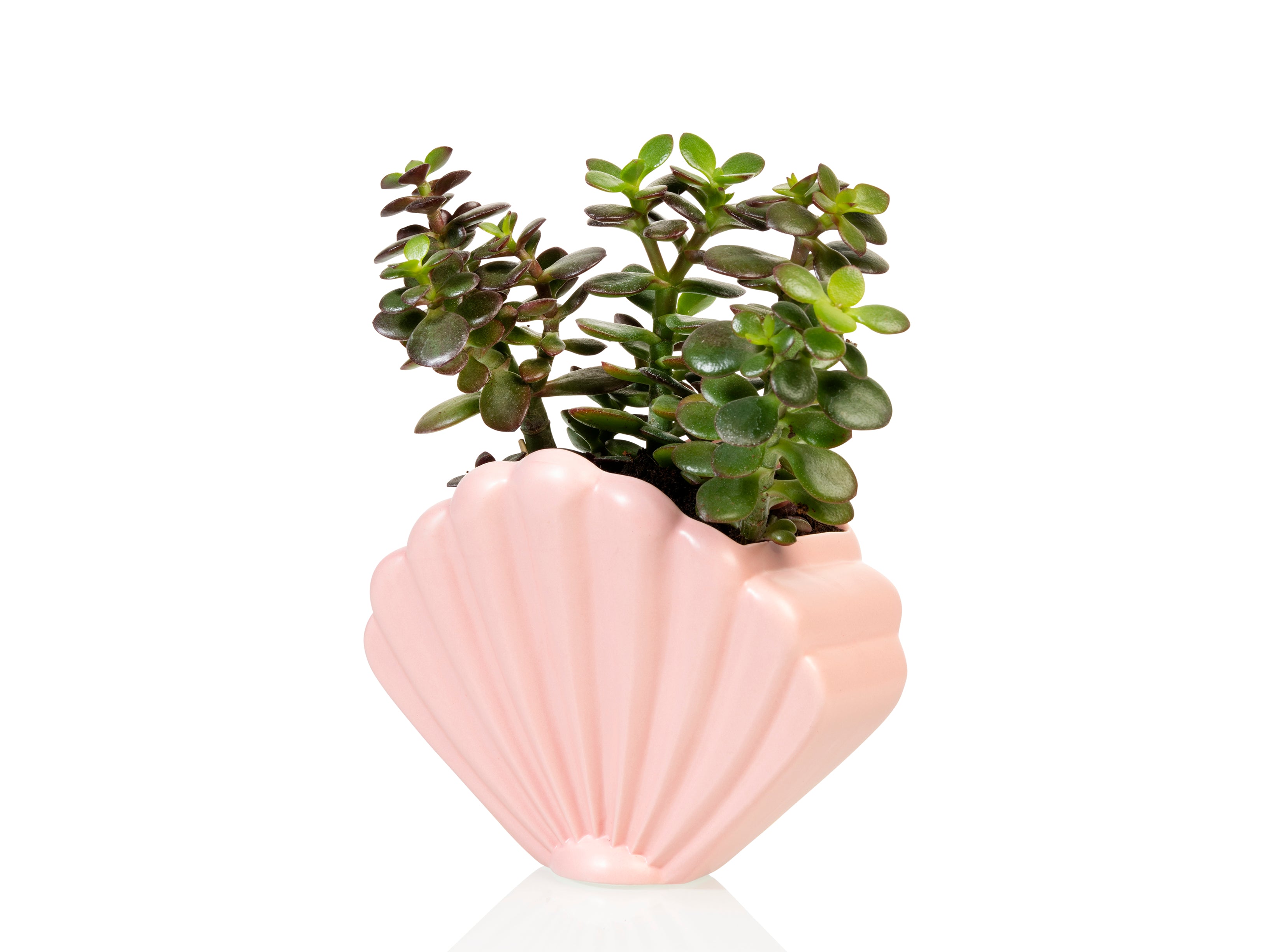 pale pink plant pot Shell Planter Large Pink – BITTEN BV