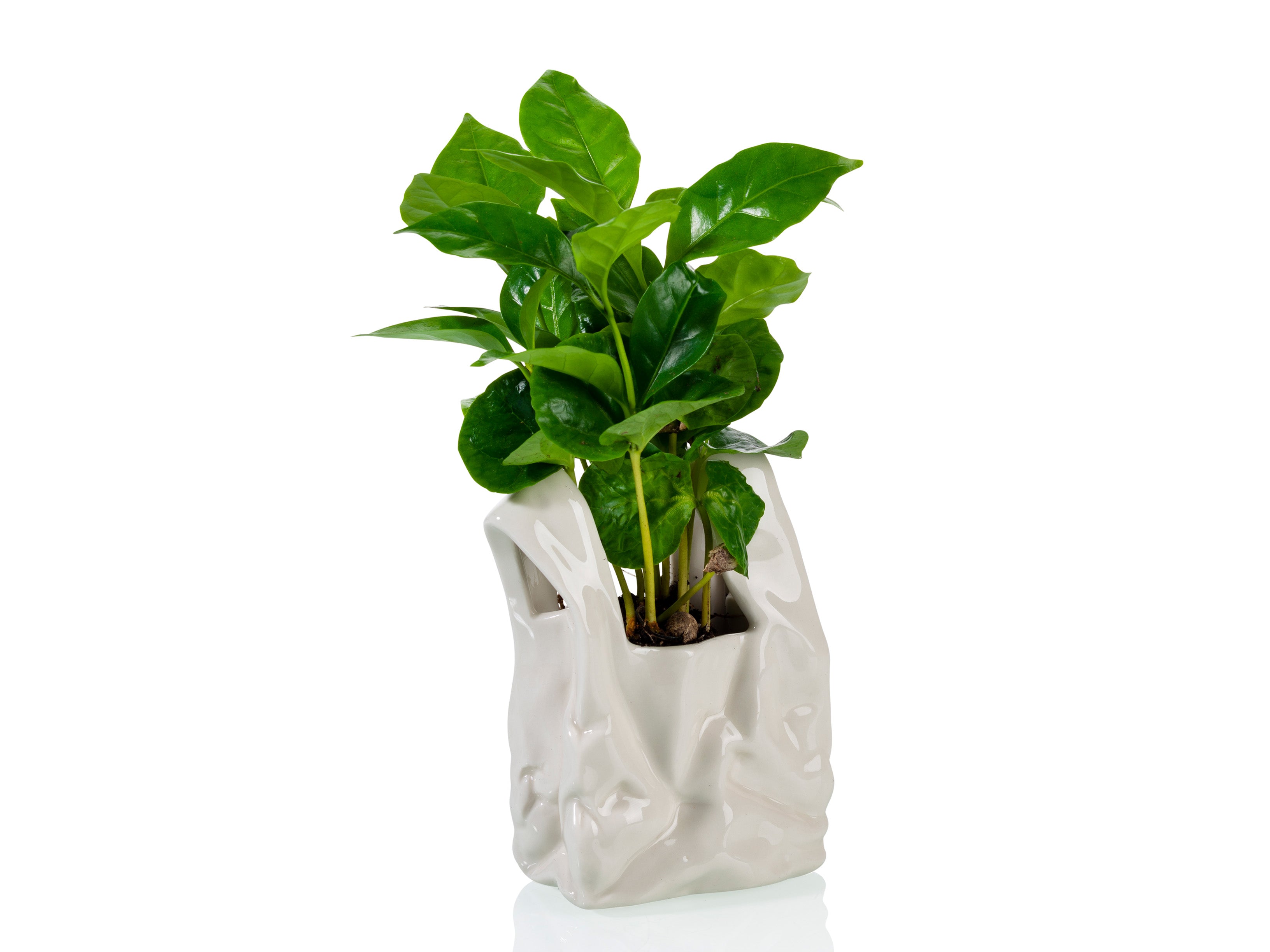 plastic bags from plants I Am Not A Plastic Bag Small – BITTEN BV