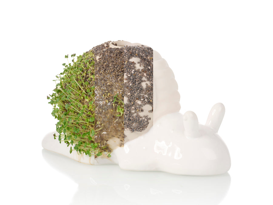 Slow Snail Chia Planter