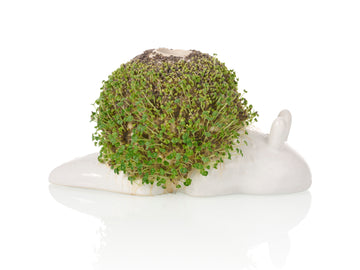 Slow Snail Chia Planter