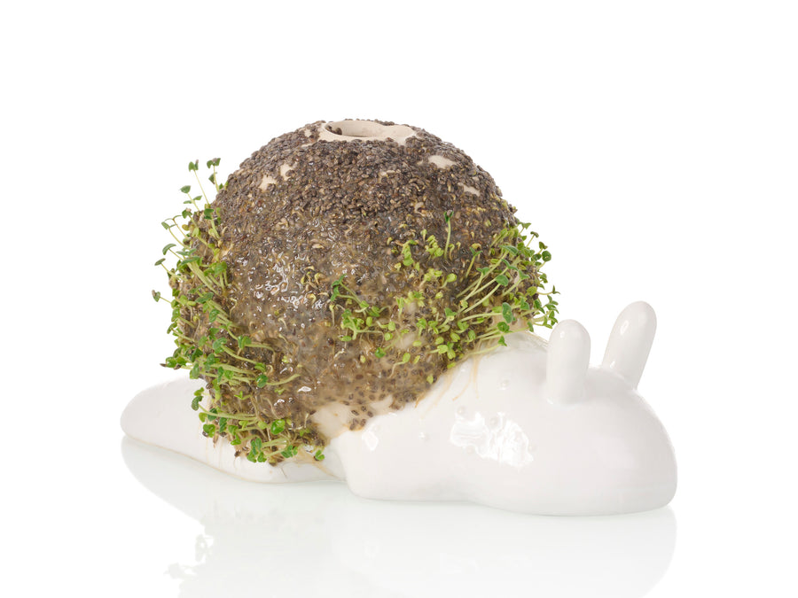 Slow Snail Chia Planter