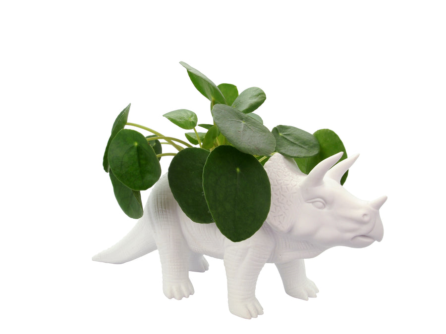 triceratops succulent Tricerapot Planter