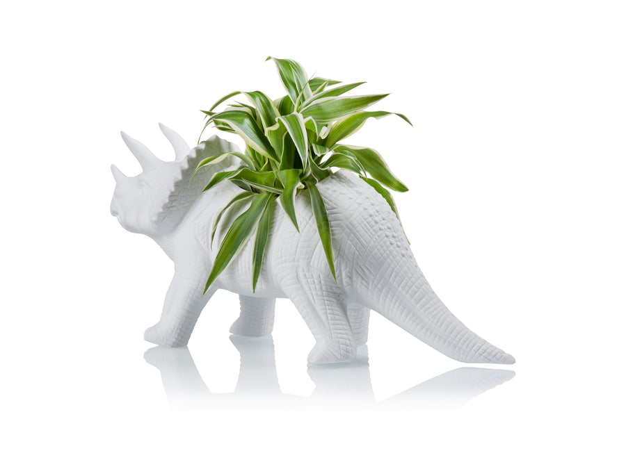 triceratops succulent Tricerapot Planter