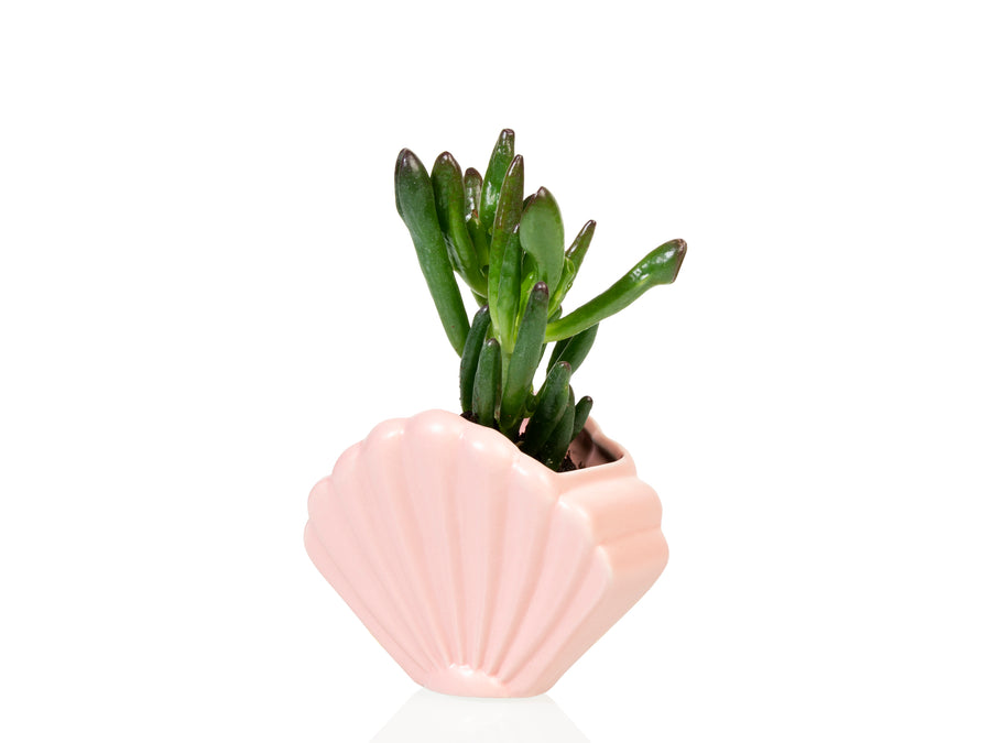 Shell Planter Small Pink – BITTEN BV
